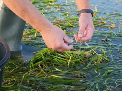 Seagrass restoration project named official charity for the Southampton International Boat Show