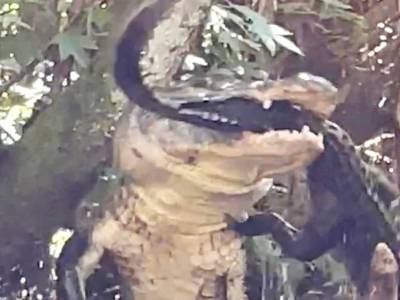 VIDEO: Stand-up paddleboarder watches in horror as alligator attacks another gator