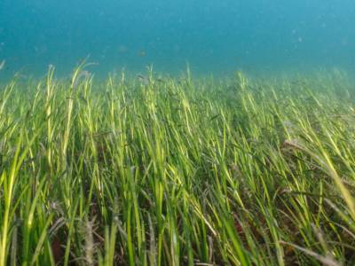Seagrass protection campaign expands global coverage