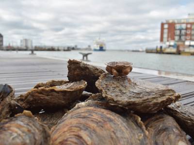 UKSA launches the Isle of Wight’s first oyster regeneration project
