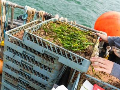 UK seagrass project reaches final push
