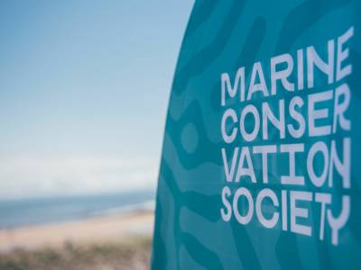 Rewilding projects show recovery of marine wildlife and habitats is possible