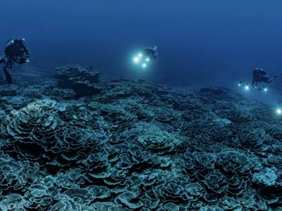 UNESCO diver’s spellbinding photos of ‘valley of a thousand roses’ coral reef