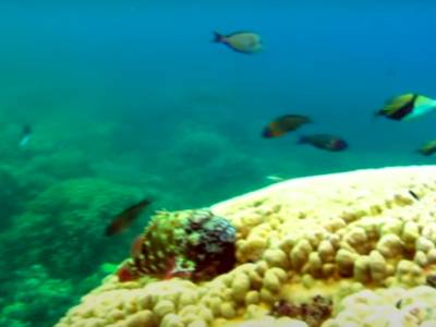 Couple abandoned while snorkelling start lawsuit