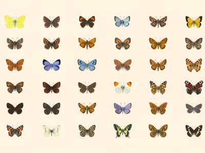 Premier vote lancé pour élire le papillon préféré des Britanniques !