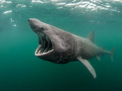 Connected waters: Wildlife’s incredible journeys uncovered this National Marine Week