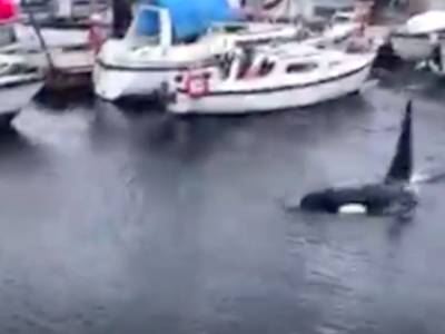 Watch: Orcas swimming in Comox Marina