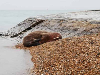 ‘Thor’ the walrus spotted napping on Hampshire beach