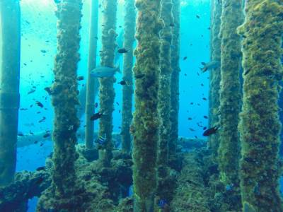 Scientists recycle marine waste from oil platforms