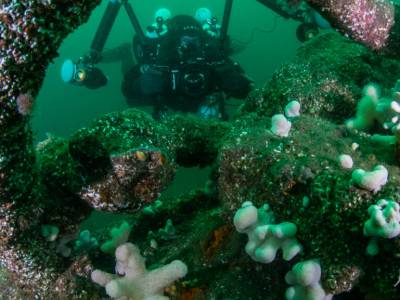 Study reveals how UK’s shipwrecks are providing a refuge for marine life