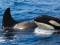 Black antifoul suspected cause of orca attacks