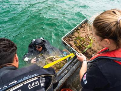 Success for England’s largest seagrass restoration project