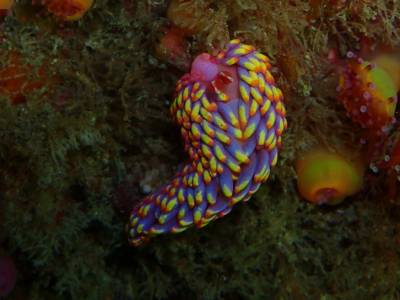 Rare fluorescent sea slug found in UK waters for the first time