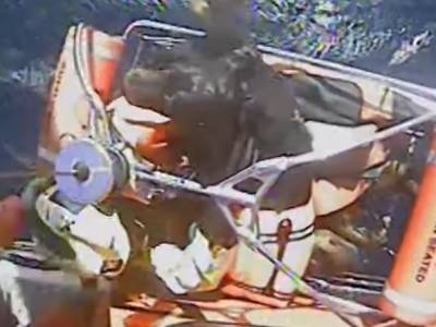 Video: Dramatic footage as man and dogs rescued from sinking boat