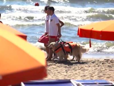 Three dogs help save 14 people at sea