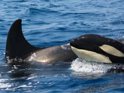 Orca sink another boat – experts say killer whales could be teaching others to attack