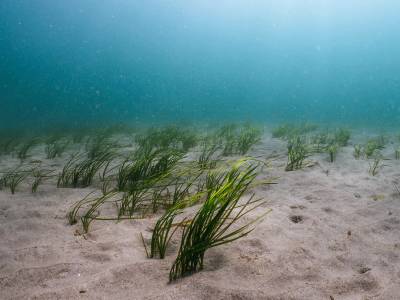 #ProtectOurBeds campaign sees major contributors come forward enhancing global seagrass protection