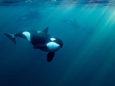 RYA urges vigilance for orca encounters