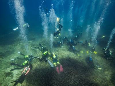 Marina Ibiza Posidonia Meadow: a project to revive Talamanca Bay