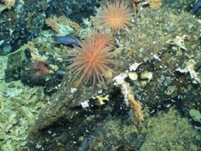 Scientists discover ‘pristine’ deep-sea coral reefs in the Galápagos