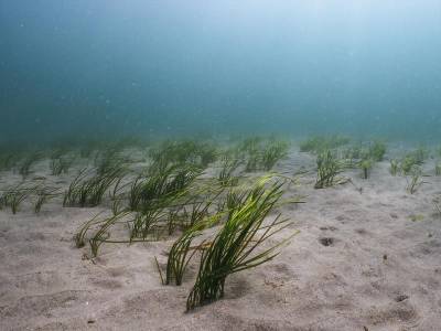 New partnership helps sailors to protect seagrass meadows