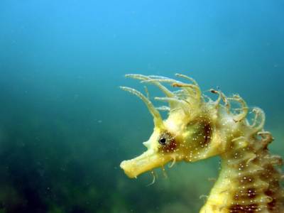 £66k raised to protect seagrass meadows and seahorses