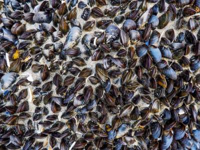 New study shows microfibres stunt mussel growth