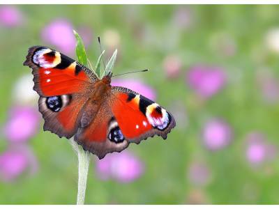 Se revela la mariposa favorita de Gran Bretaña…