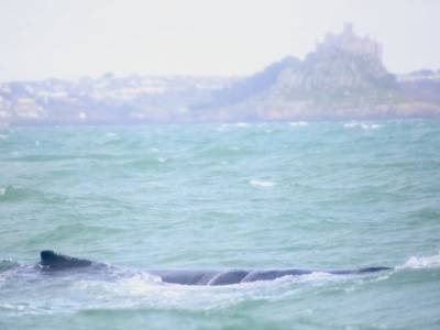 Humpback whale rescued from fishing ropes off Cornish coast