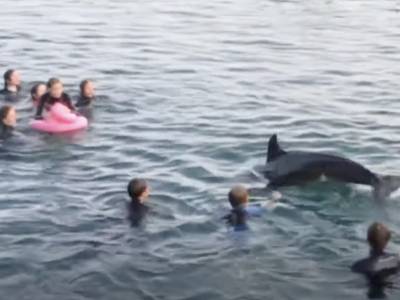 VIDEO: Cornwall’s ‘friendly’ dolphin appears but swimmers asked not to play