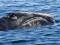 US senators introduce bill to prohibit whale-strike speed rule change