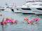 La natation caritative de la Rose Road Association revient au salon nautique international de Southampton