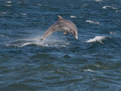 New report finds UK laws failing to protect whales and dolphins