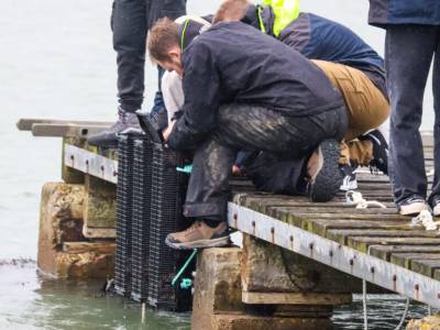 UKSA launches Isle of Wight’s first oyster regeneration project