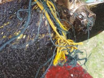 Magnificent response to CA Lobster Pot Campaign Petition from UK boating community