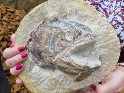 ‘Jurassic Farm’ – prehistoric marine world discovered in farmer’s field
