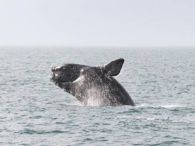 Proposed Atlantic vessel speed rules to protect endangered whales