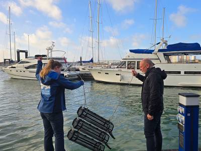 Gunwharf Quays introduces thousands of oysters to the Solent to boost biodiversity