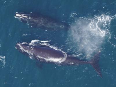 US politicians ask NOAA to suspend ‘flawed’ whale speed rule