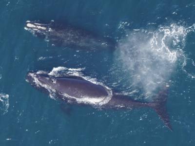 Alarming new estimate of North Atlantic right whale population