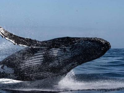 VIDEO: Humpbacks return to UK seas after whaling bans