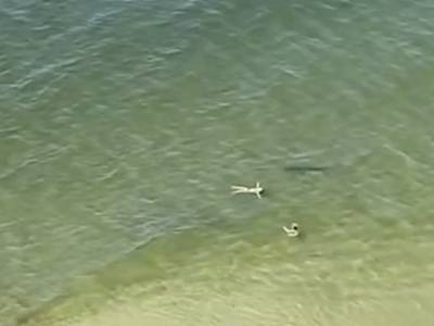 WATCH: Shark circles swimmers at Florida beach