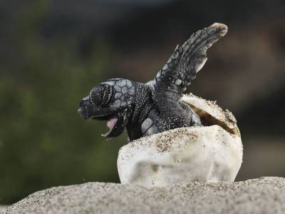 Study finds ‘evolutionary trap’ causes young sea turtles to ingest plastic