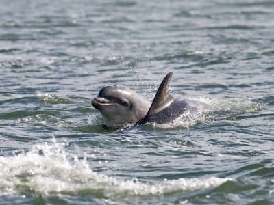 Whales, dolphins and basking sharks bring ‘blue planet’ moments to UK coasts this summer