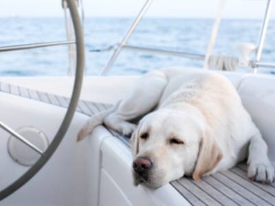 Pet-friendly Boating Holidays