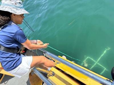 Two Masters projects plotting native and invading sealife of Falmouth Harbour