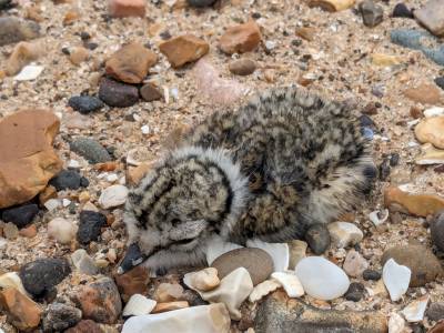 RSPB – How to help ground-nesting birds this spring and summer
