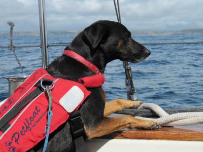 Cruising abroad with your Dog 