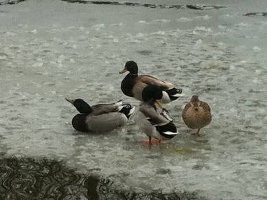Angel wing – not a Christmas thing