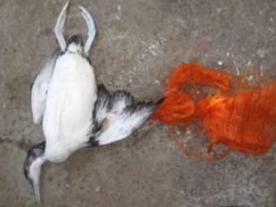 Sea Bird Killed By Litter
